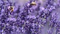levandule lavender-1537694 1280